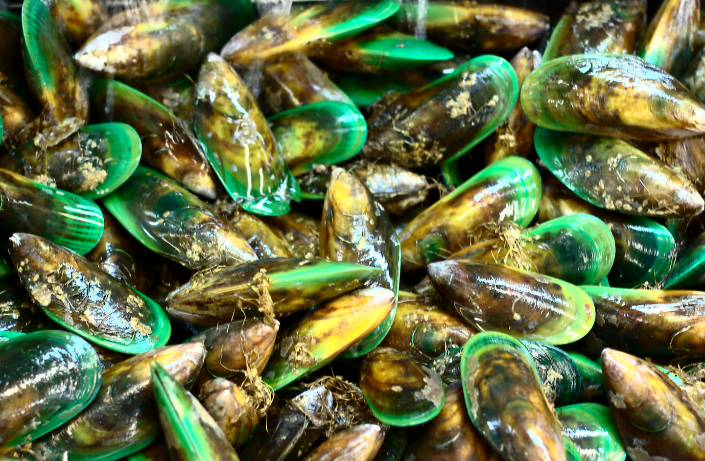 plates of Greenshell Mussels on a table